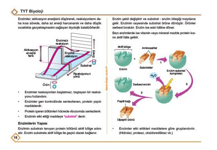 Sinav Yayinlari Tyt Biyoloji Konu Anlatimli Cep Kitabi Sinav Yayinlari