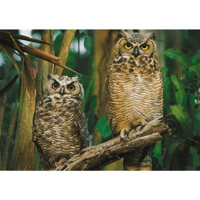 Trefl Puzzle Owls 1000 Parça
