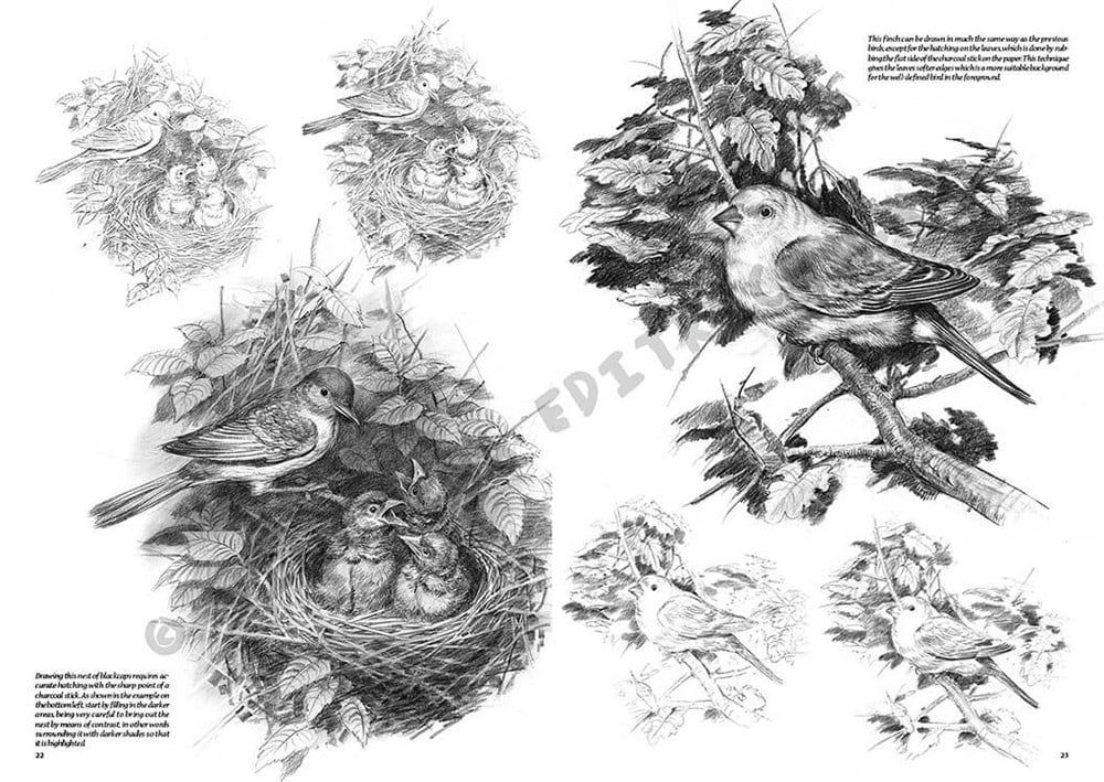  Leonardo Collection Desen Kitabı Birds N: 28 Kuşlar N: 28