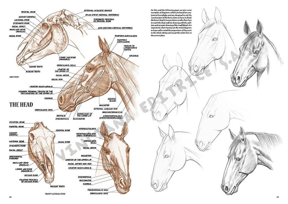  Leonardo Collection Desen Kitabı Horses No: 6 Atlar N: 6